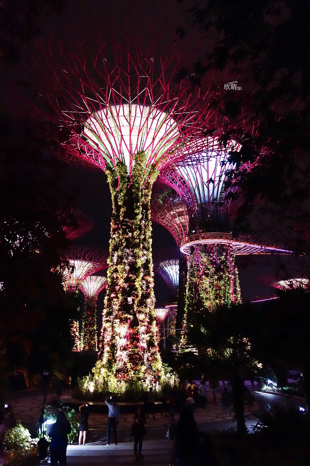 新加坡景點 | Supertree Grove超級樹。免費音樂燈光秀