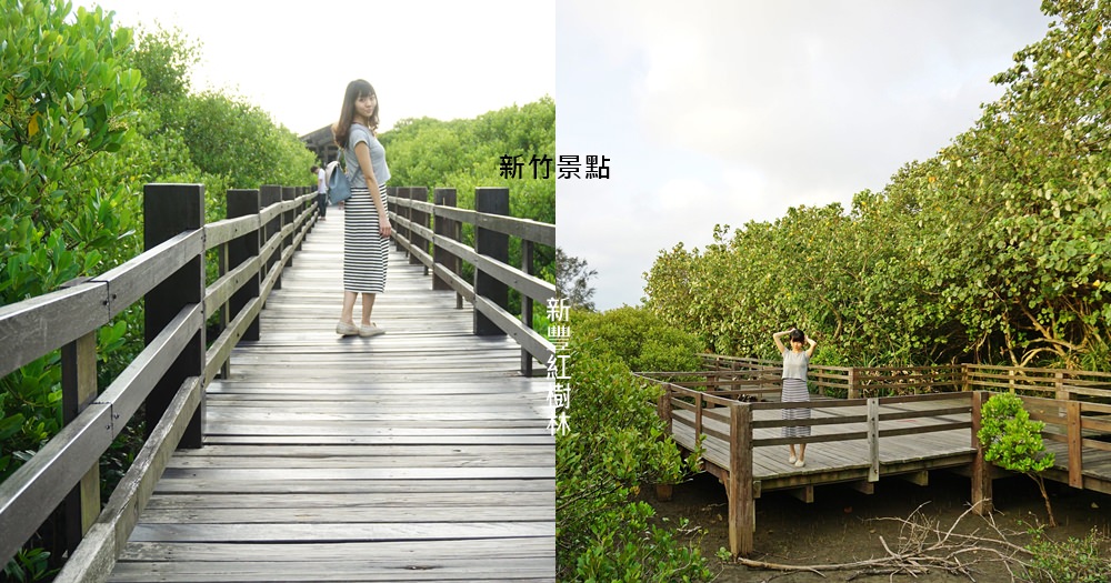 新竹景點新豐紅樹林怎麼去交通 | 海之聲!?這裡是樹之森！龍貓隧道