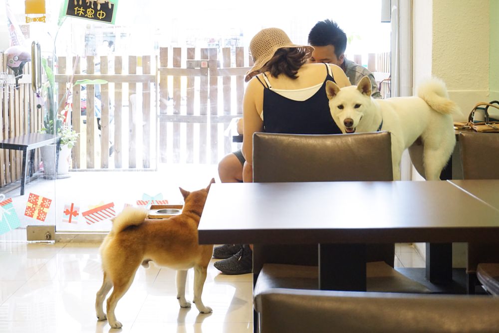 台南寵物餐廳推薦｜囍八格寵物餐廳。有三隻柴犬！美式漢堡套餐~夏天來碗冰品(菜單menu價錢)
