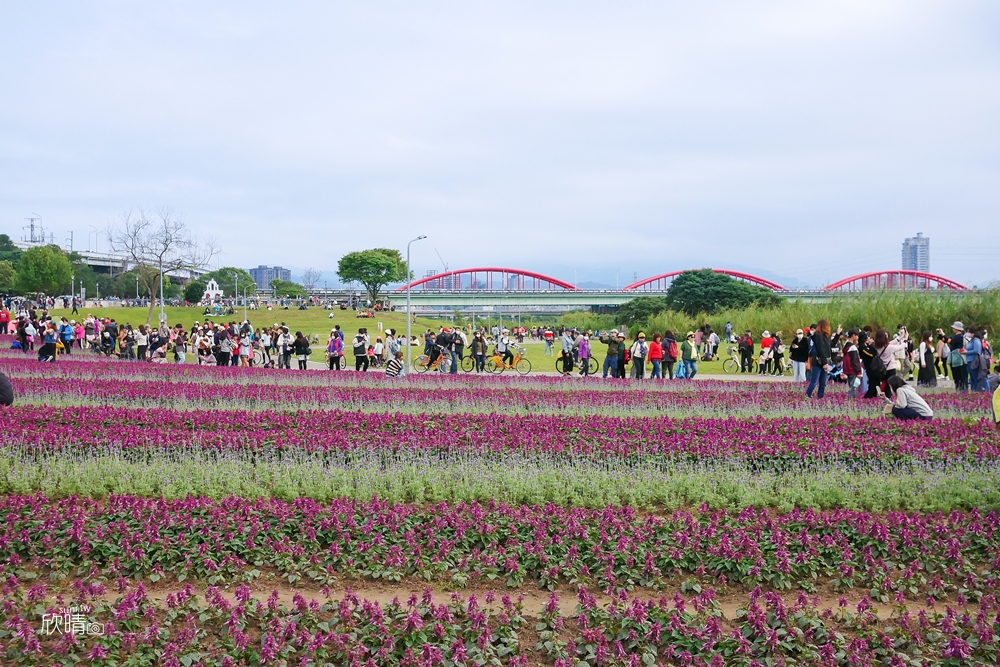 台北景點｜古亭河濱公園。13萬盆紫色漸層花海。交通停車