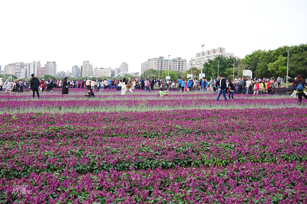 台北景點｜古亭河濱公園。13萬盆紫色漸層花海。交通停車