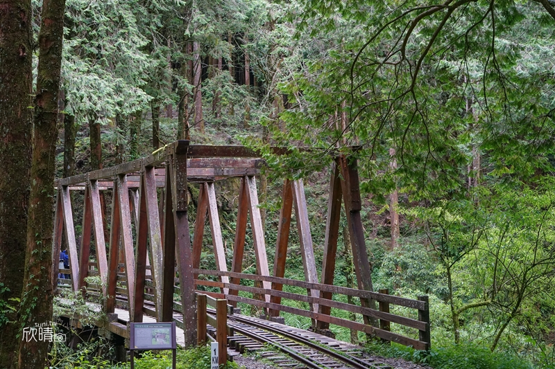 阿里山步道｜水山巨木步道。清幽鐵道與超大巨木~平坦步道親子遊客超適合