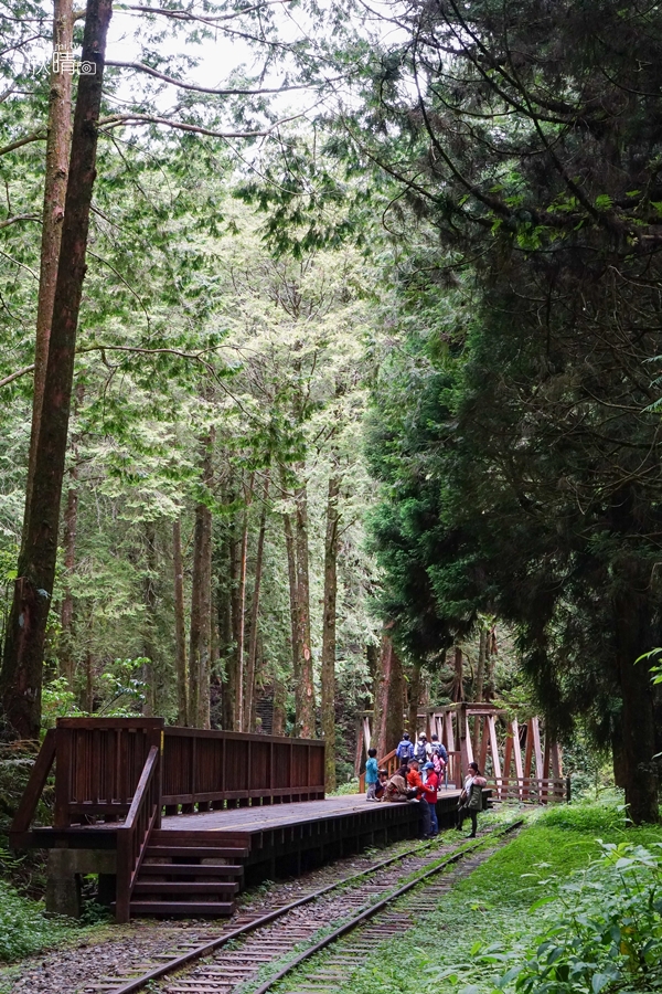 阿里山步道｜水山巨木步道。清幽鐵道與超大巨木~平坦步道親子遊客超適合