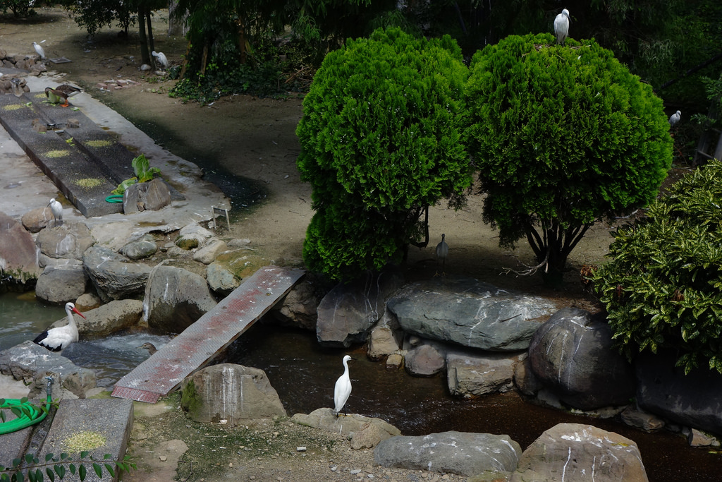 |大阪景點|天王寺動物園+我的動物園屁股們+動物園工作太驚悚+小企鵝好可愛+大阪周遊卡