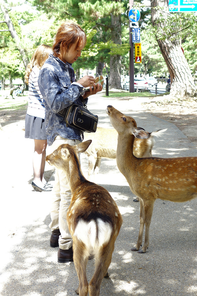|奈良景點|到底是餵鹿還是飛撲的羚羊+餵鹿之旅