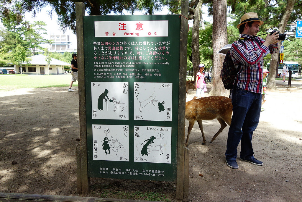 |奈良景點|到底是餵鹿還是飛撲的羚羊+餵鹿之旅