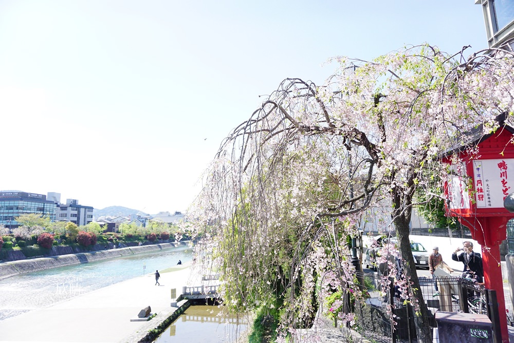 先斗町鴨川をどり | 京都景點。河川邊駐足散步 @欣晴。美食旅遊生活分享
