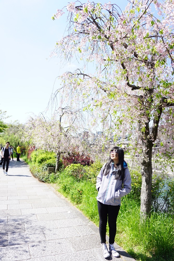先斗町鴨川をどり | 京都景點。河川邊駐足散步