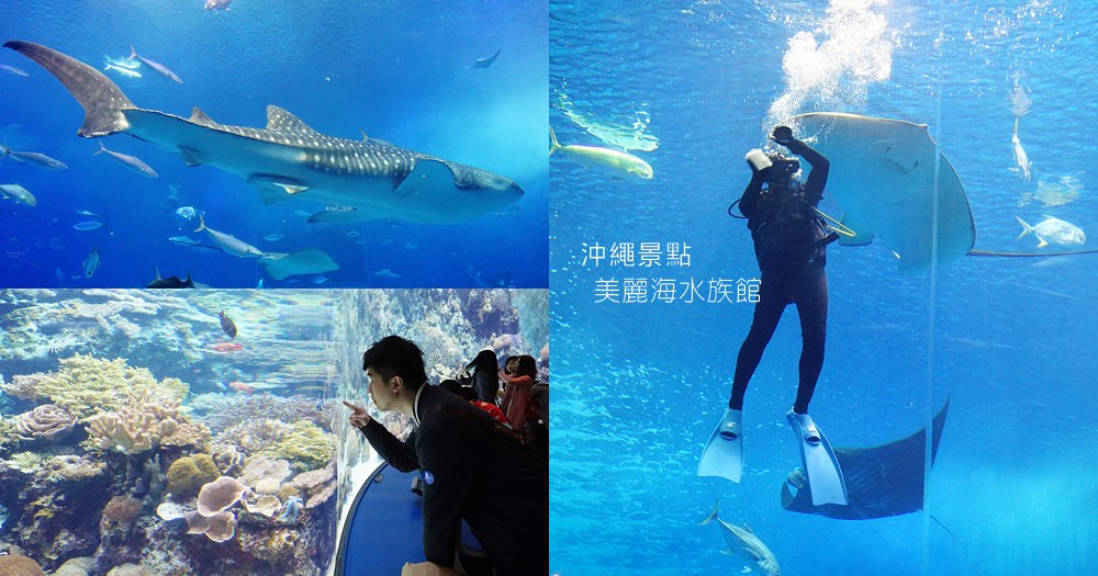 沖繩美麗海水族館｜海豚表演時間/鯨鯊/門票交通/紀念品/Map code @欣晴。美食旅遊生活分享