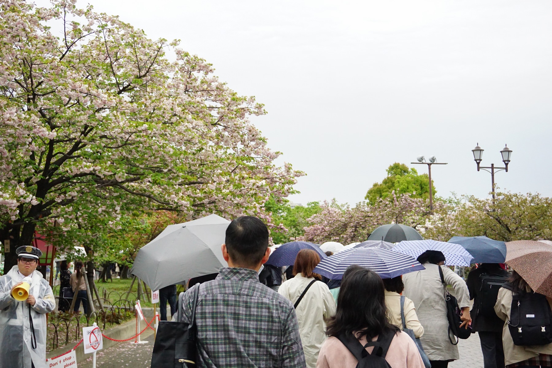 大阪造幣局櫻花景點推薦｜晚開櫻花景點，300公尺櫻花步道/交通路線