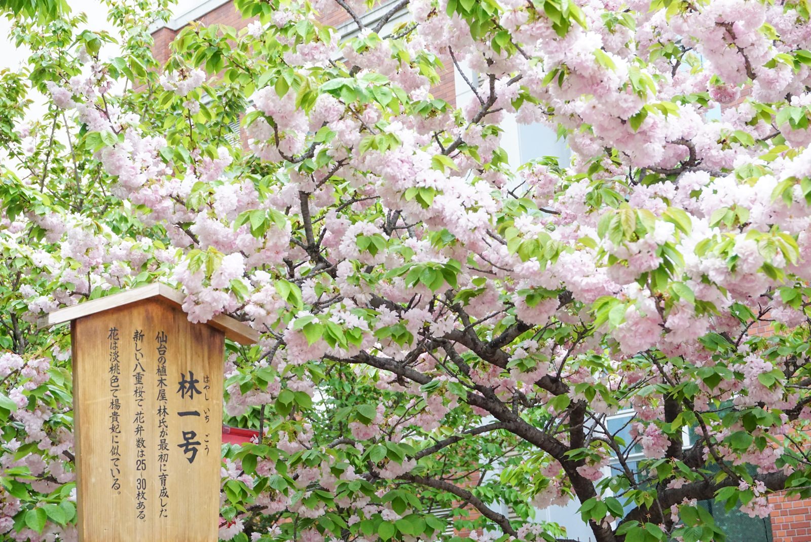 大阪造幣局櫻花景點推薦｜晚開櫻花景點，300公尺櫻花步道/交通路線