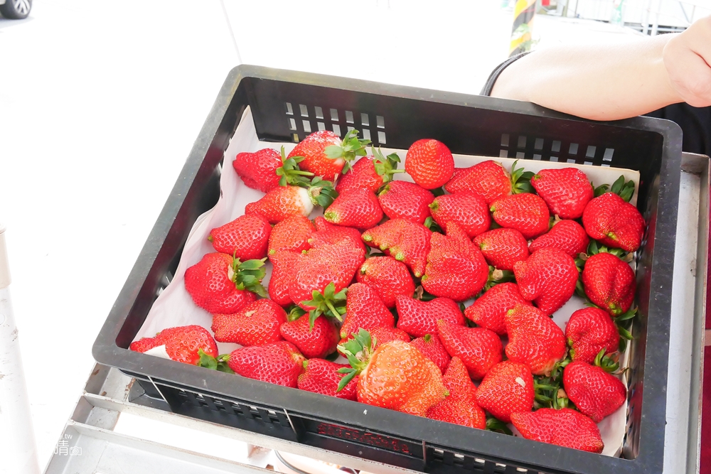 苗栗大湖採草莓景點推薦｜愛樂莓高架農園。悠哉採草莓不怕髒! 交通價位草莓季節