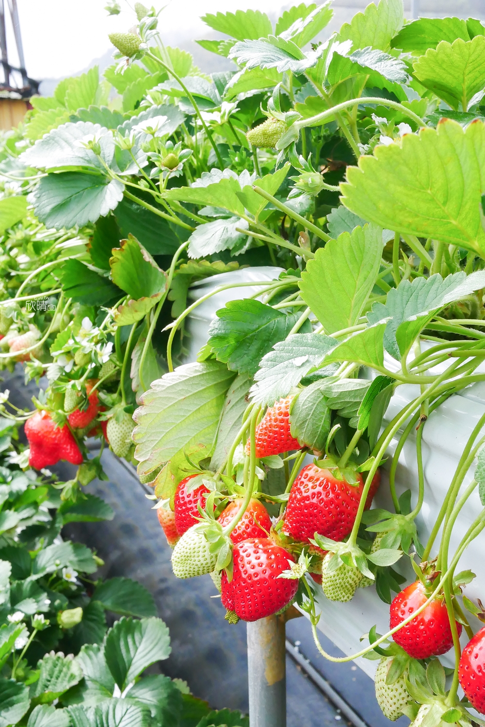 苗栗大湖採草莓景點推薦｜愛樂莓高架農園。悠哉採草莓不怕髒! 交通價位草莓季節