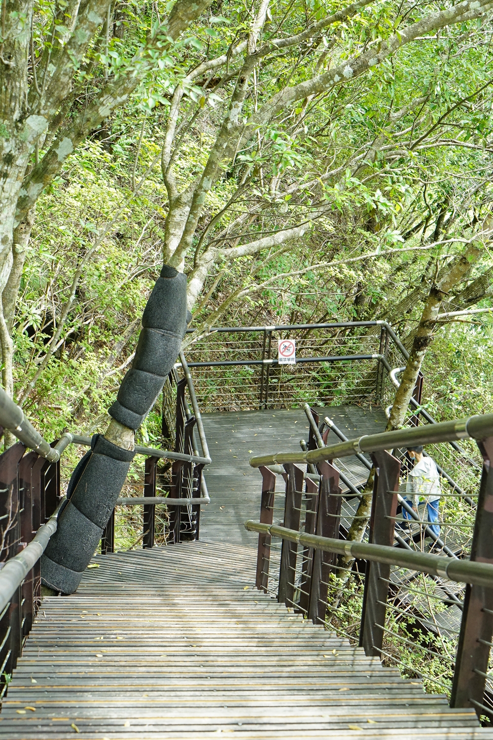 桃園景點推薦｜巴陵古道生態園區。1.28公里輕鬆簡單步道！體驗山中繩索橋