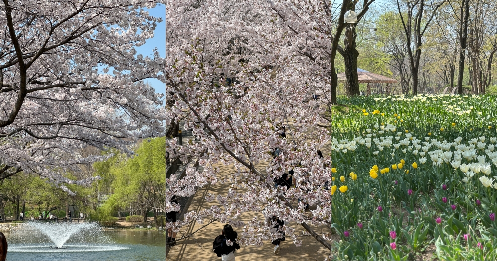 首爾林｜首爾賞櫻景點。首爾林公園和梅花鹿~就在聖水洞附近 @欣晴。美食旅遊生活分享