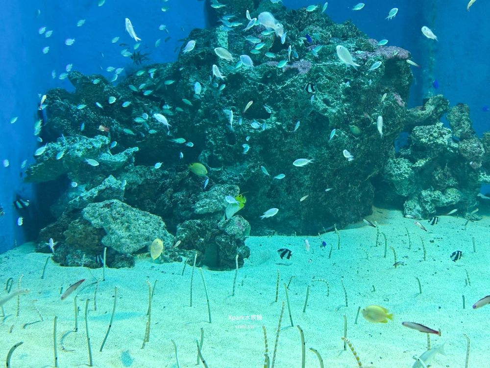Xpark水族館|桃園青埔景點。走進夢幻國度欣賞水母、魟魚、鯊魚~必拍海底世界推薦 Xpark水族館|桃園青埔景點。走進夢幻國度欣賞水母、魟魚、鯊魚~必拍海底世界推薦