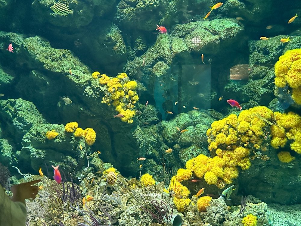 Xpark水族館|桃園青埔景點。走進夢幻國度欣賞水母、魟魚、鯊魚~必拍海底世界推薦 Xpark水族館|桃園青埔景點。走進夢幻國度欣賞水母、魟魚、鯊魚~必拍海底世界推薦
