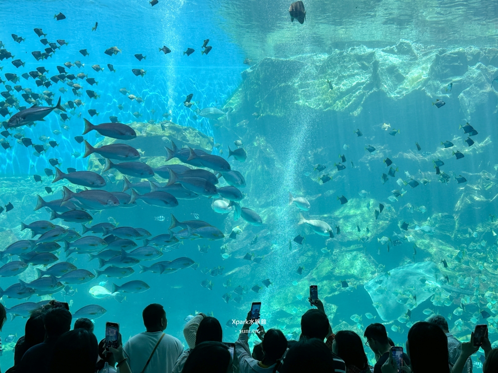 Xpark水族館｜桃園青埔景點。走進夢幻國度欣賞水母、魟魚、鯊魚~必拍海底世界推薦