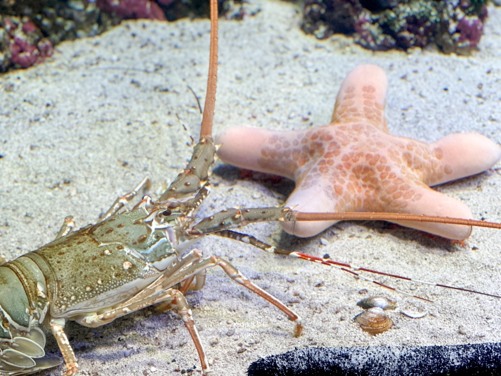 Xpark水族館|桃園青埔景點。走進夢幻國度欣賞水母、魟魚、鯊魚~必拍海底世界推薦 Xpark水族館|桃園青埔景點。走進夢幻國度欣賞水母、魟魚、鯊魚~必拍海底世界推薦