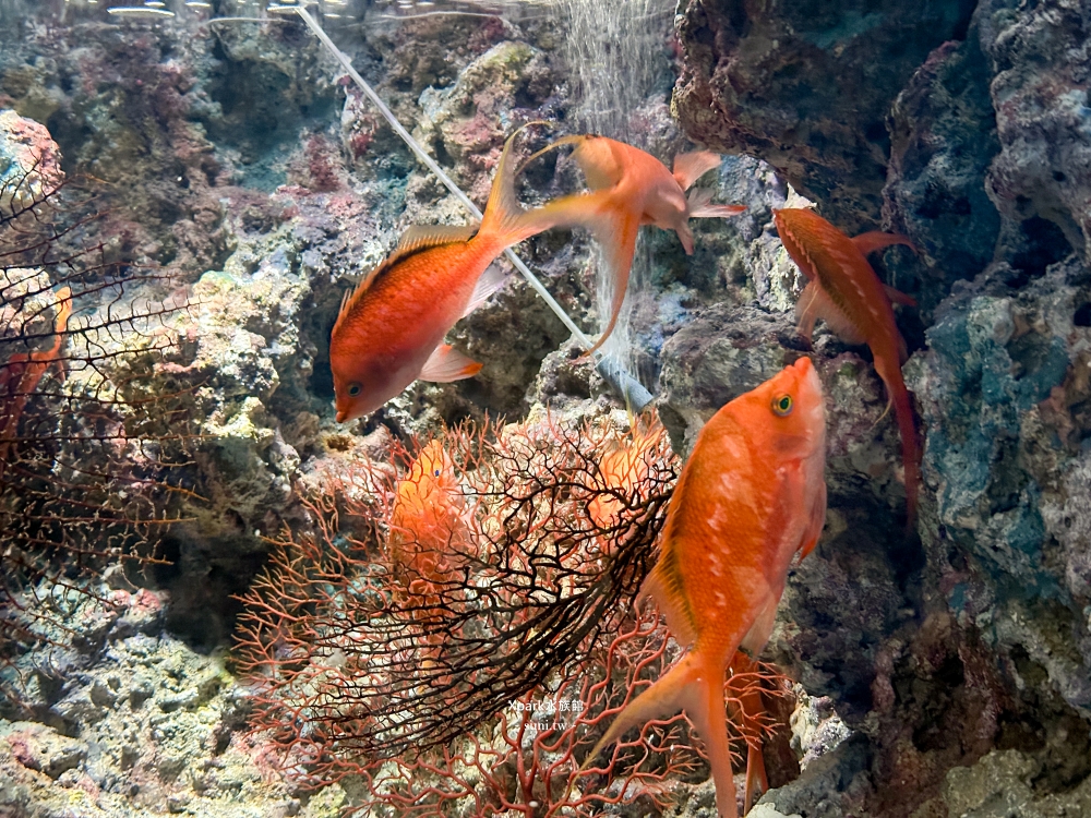 Xpark水族館|桃園青埔景點。走進夢幻國度欣賞水母、魟魚、鯊魚~必拍海底世界推薦 Xpark水族館|桃園青埔景點。走進夢幻國度欣賞水母、魟魚、鯊魚~必拍海底世界推薦