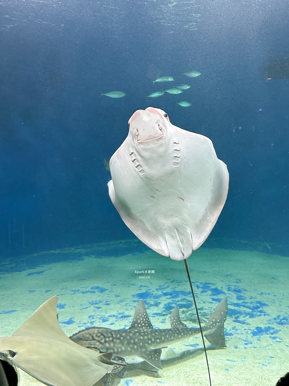 Xpark水族館|桃園青埔景點。走進夢幻國度欣賞水母、魟魚、鯊魚~必拍海底世界推薦 Xpark水族館|桃園青埔景點。走進夢幻國度欣賞水母、魟魚、鯊魚~必拍海底世界推薦