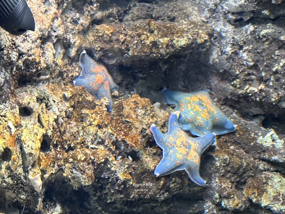 Xpark水族館｜桃園青埔景點。走進夢幻國度欣賞水母、魟魚、鯊魚~必拍海底世界推薦