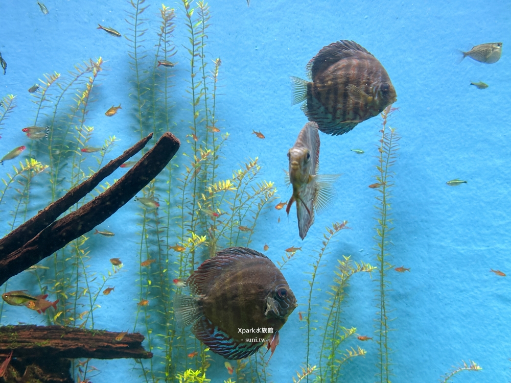 Xpark水族館|桃園青埔景點。走進夢幻國度欣賞水母、魟魚、鯊魚~必拍海底世界推薦 Xpark水族館|桃園青埔景點。走進夢幻國度欣賞水母、魟魚、鯊魚~必拍海底世界推薦