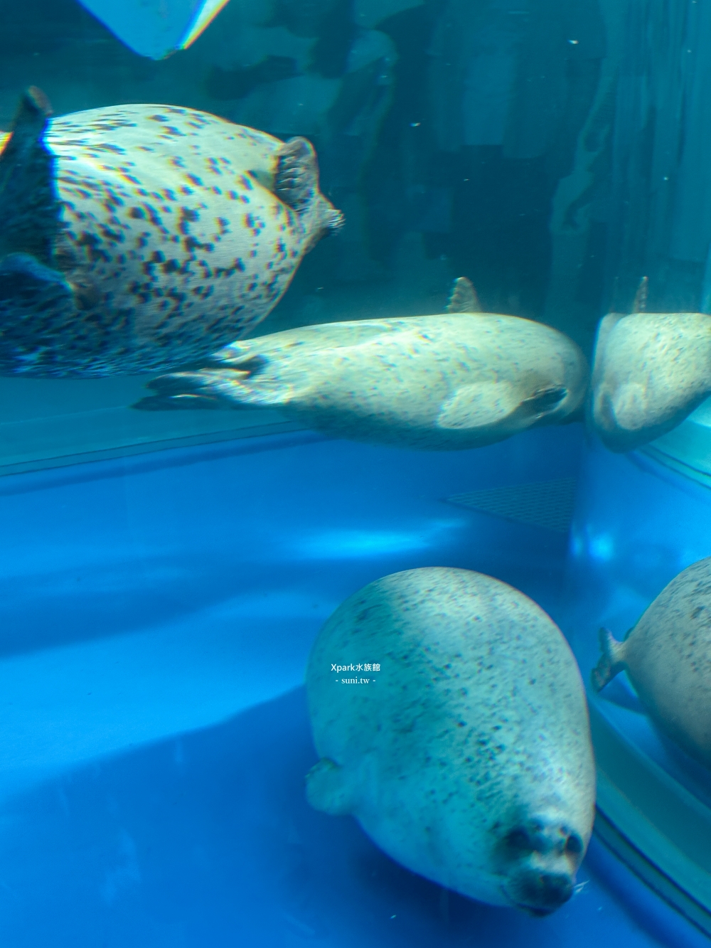 Xpark水族館|桃園青埔景點。走進夢幻國度欣賞水母、魟魚、鯊魚~必拍海底世界推薦 Xpark水族館|桃園青埔景點。走進夢幻國度欣賞水母、魟魚、鯊魚~必拍海底世界推薦
