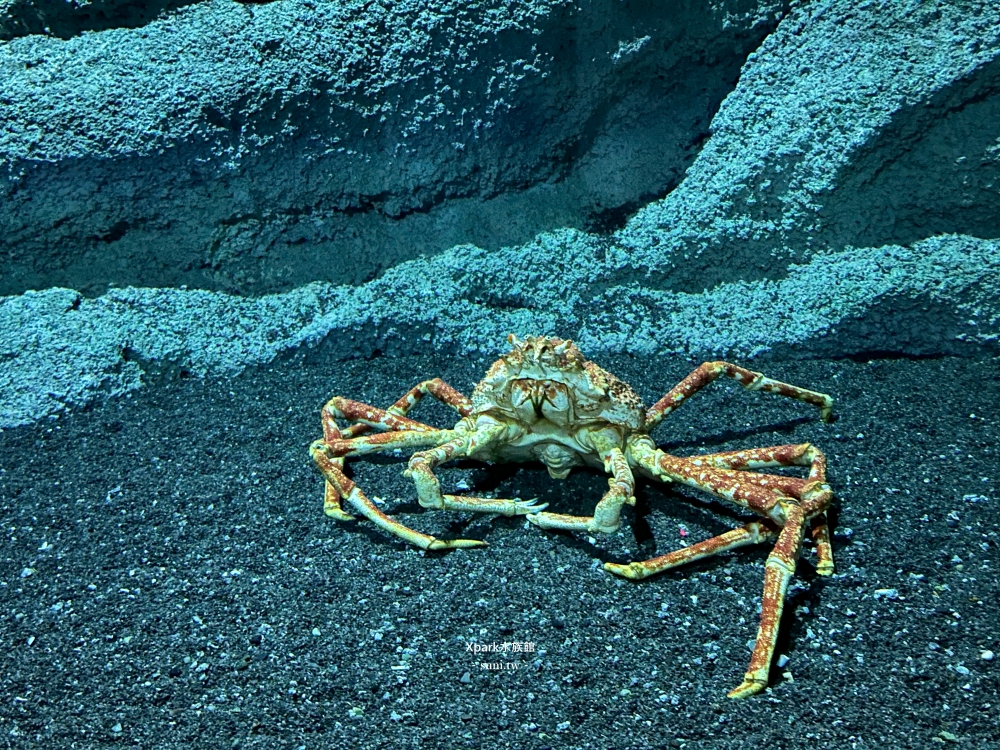 Xpark水族館|桃園青埔景點。走進夢幻國度欣賞水母、魟魚、鯊魚~必拍海底世界推薦 Xpark水族館|桃園青埔景點。走進夢幻國度欣賞水母、魟魚、鯊魚~必拍海底世界推薦