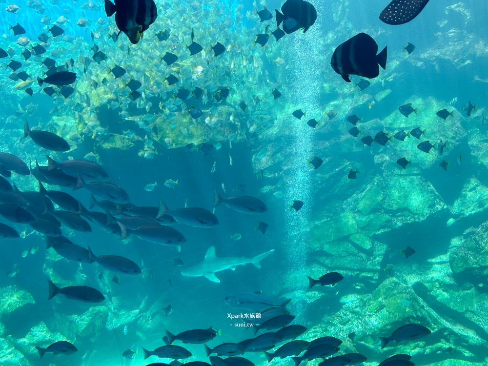 Xpark水族館｜桃園青埔景點。走進夢幻國度欣賞水母、魟魚、鯊魚~必拍海底世界推薦