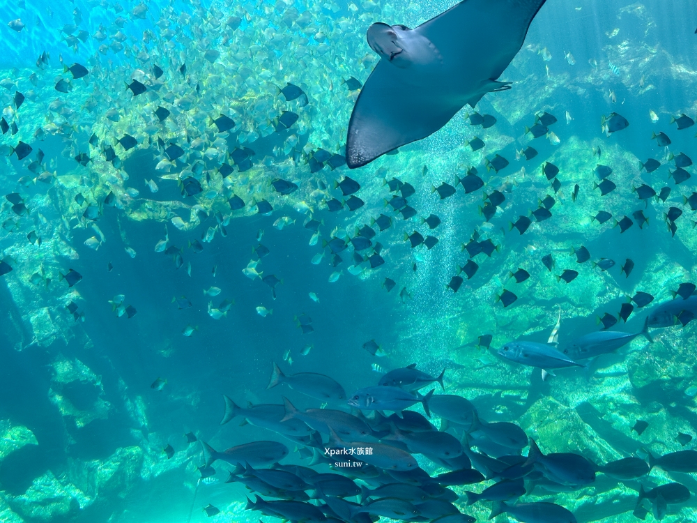 Xpark水族館|桃園青埔景點。走進夢幻國度欣賞水母、魟魚、鯊魚~必拍海底世界推薦 Xpark水族館|桃園青埔景點。走進夢幻國度欣賞水母、魟魚、鯊魚~必拍海底世界推薦