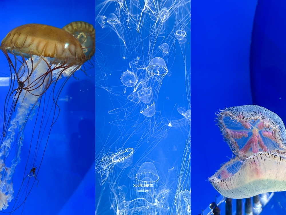 Xpark水族館|桃園青埔景點。走進夢幻國度欣賞水母、魟魚、鯊魚~必拍海底世界推薦 Xpark水族館|桃園青埔景點。走進夢幻國度欣賞水母、魟魚、鯊魚~必拍海底世界推薦