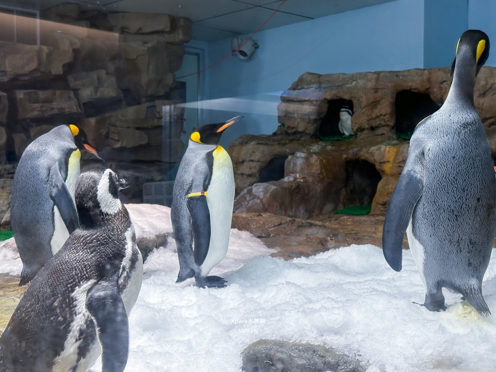 Xpark水族館|桃園青埔景點。走進夢幻國度欣賞水母、魟魚、鯊魚~必拍海底世界推薦 Xpark水族館|桃園青埔景點。走進夢幻國度欣賞水母、魟魚、鯊魚~必拍海底世界推薦