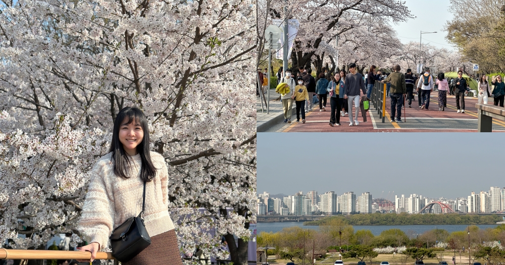 汝矣島漢江公園｜首爾櫻花景點。地鐵旁交通便利~櫻花盛開封路 @欣晴。美食旅遊生活分享
