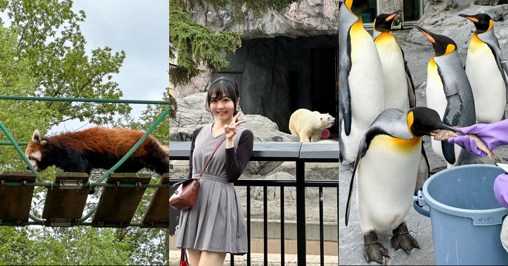 旭山動物園｜北海道旭川景點。近距離看可愛北極熊、企鵝餵食秀(門票/地圖/推薦動線) @欣晴。美食旅遊生活分享