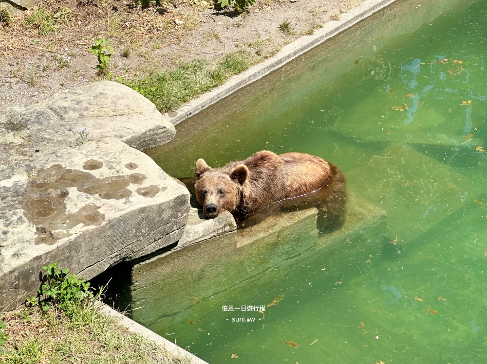 Bärengraben熊公園棕熊在水池泡水消暑伯恩