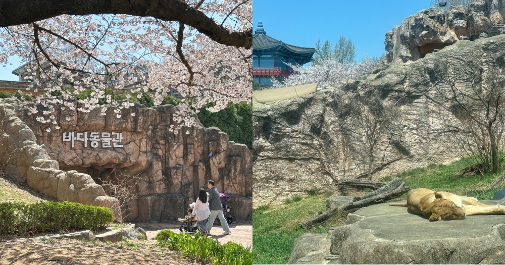 首爾兒童大公園｜市區必去櫻花景點。免費動物園、植物園~ @欣晴。美食旅遊生活分享
