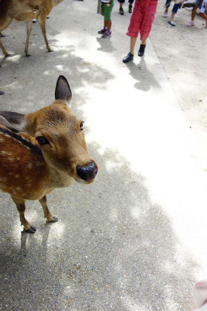 |奈良景點|到底是餵鹿還是飛撲的羚羊+餵鹿之旅 @欣晴。美食旅遊生活分享