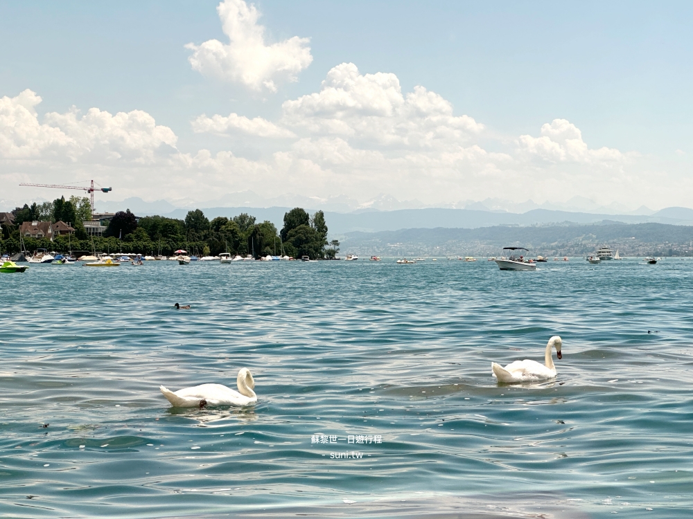 蘇黎世湖Zürichsee天鵝藍綠湖水帆船阿爾卑斯山湖畔