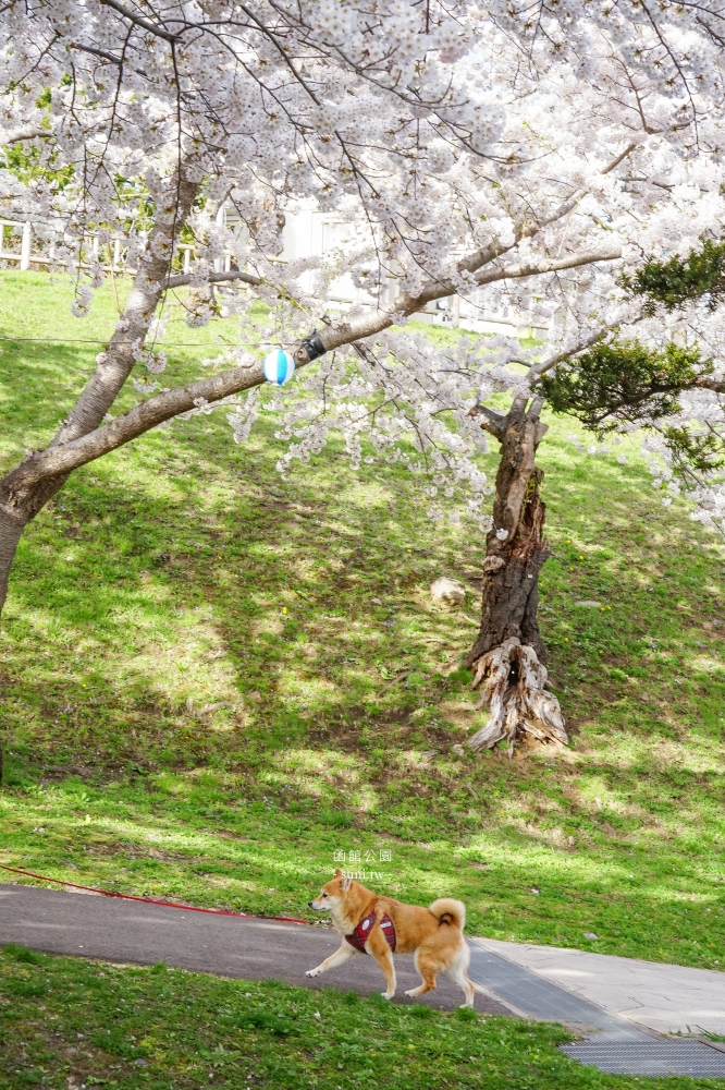 北海道櫻花景點｜函館公園野餐~400株染井吉野櫻、八重瓣櫻花~免費動物園、迷你兒童樂園