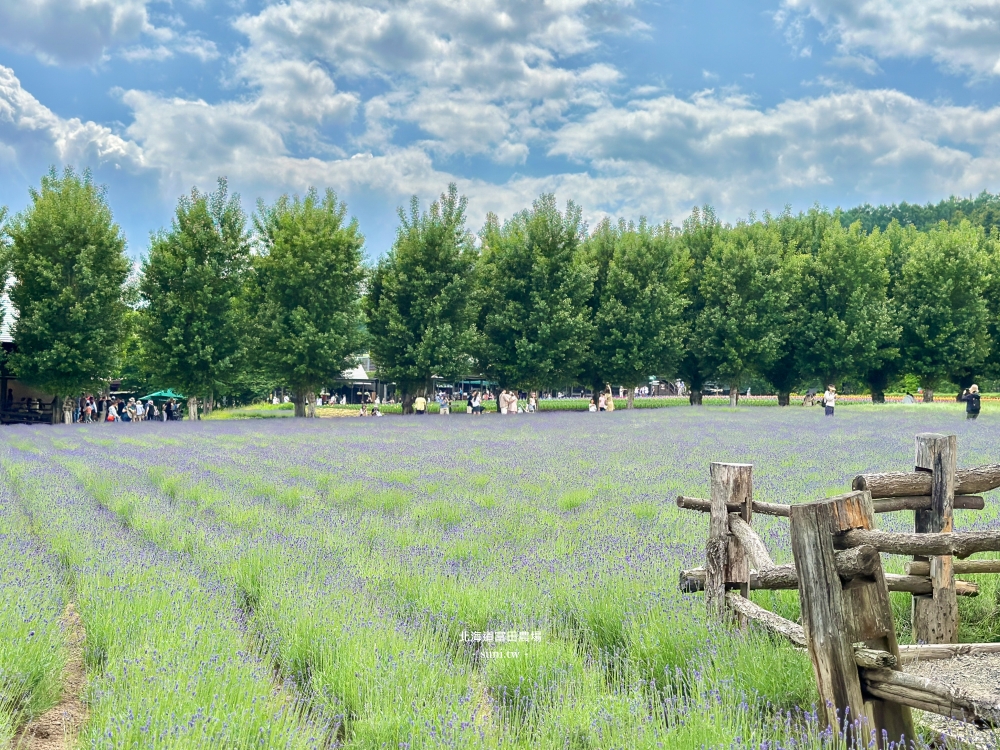 北海道富田農場｜夏季必去的免費花海景點。薰衣草花海、彩虹花布
