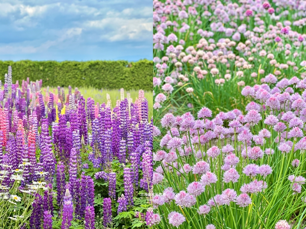 北海道富田農場|夏季必去的免費花海景點。薰衣草花海、彩虹花布 北海道富田農場|夏季必去的免費花海景點。薰衣草花海、彩虹花布