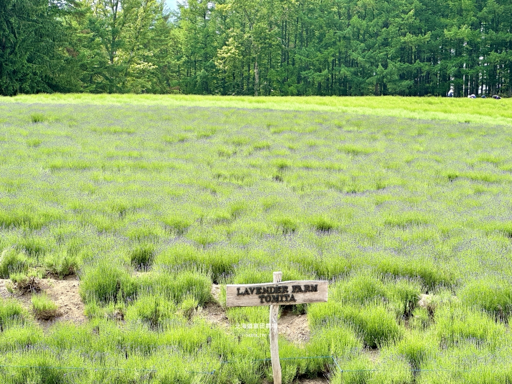 北海道富田農場|夏季必去的免費花海景點。薰衣草花海、彩虹花布 北海道富田農場|夏季必去的免費花海景點。薰衣草花海、彩虹花布