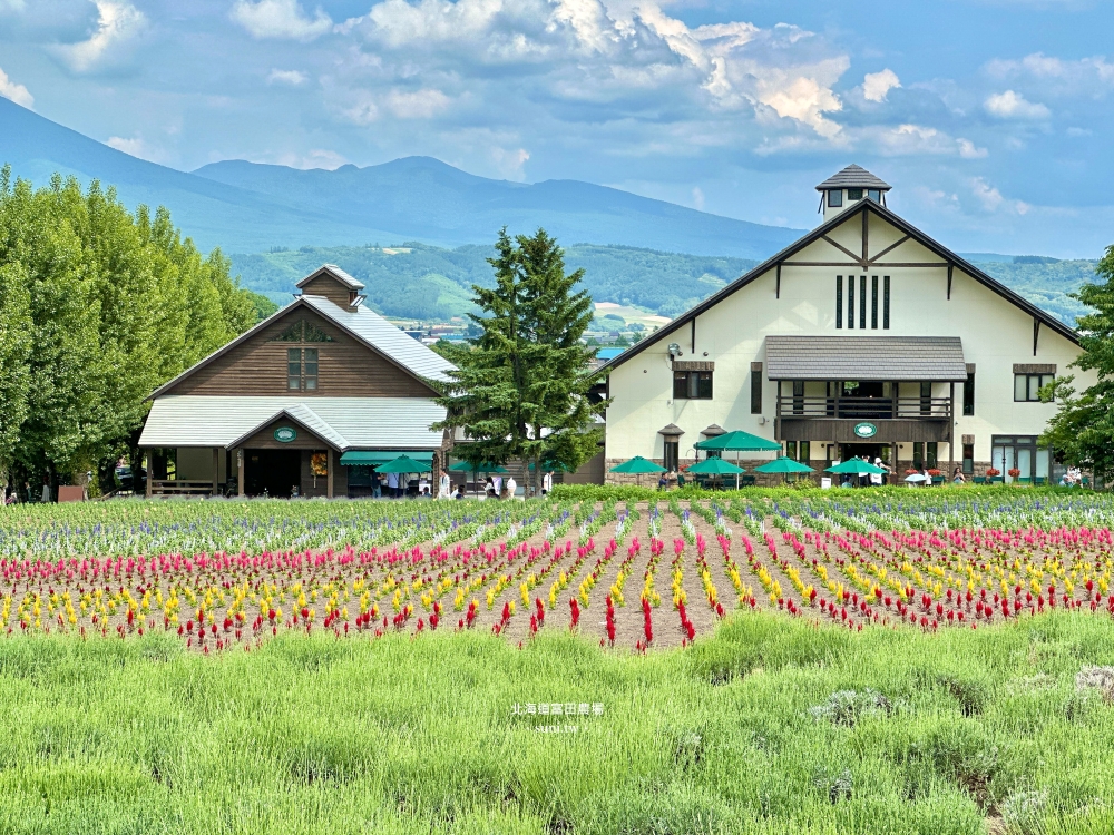 北海道富田農場｜夏季必去的免費花海景點。薰衣草花海、彩虹花布