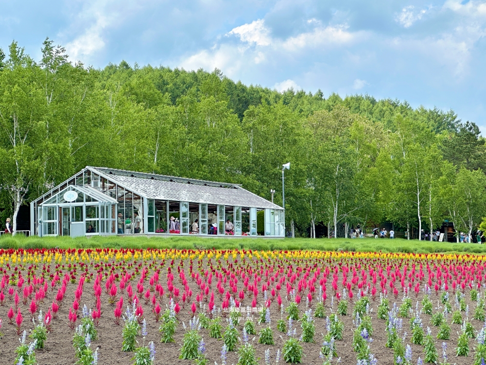 北海道富田農場|夏季必去的免費花海景點。薰衣草花海、彩虹花布 北海道富田農場|夏季必去的免費花海景點。薰衣草花海、彩虹花布