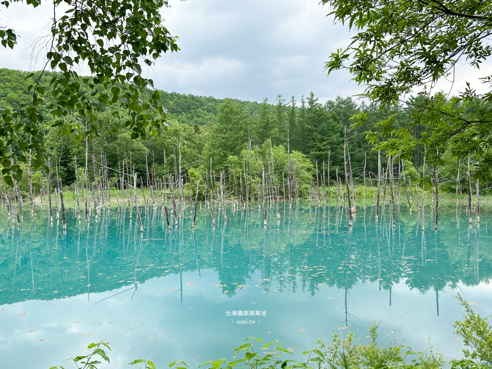 北海道景點推薦|美瑛白金青池。夢幻青池交通方式 北海道景點推薦|美瑛白金青池。夢幻青池交通方式