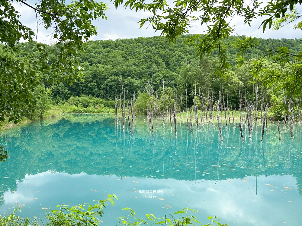 北海道景點推薦|美瑛白金青池。夢幻青池交通方式 北海道景點推薦|美瑛白金青池。夢幻青池交通方式