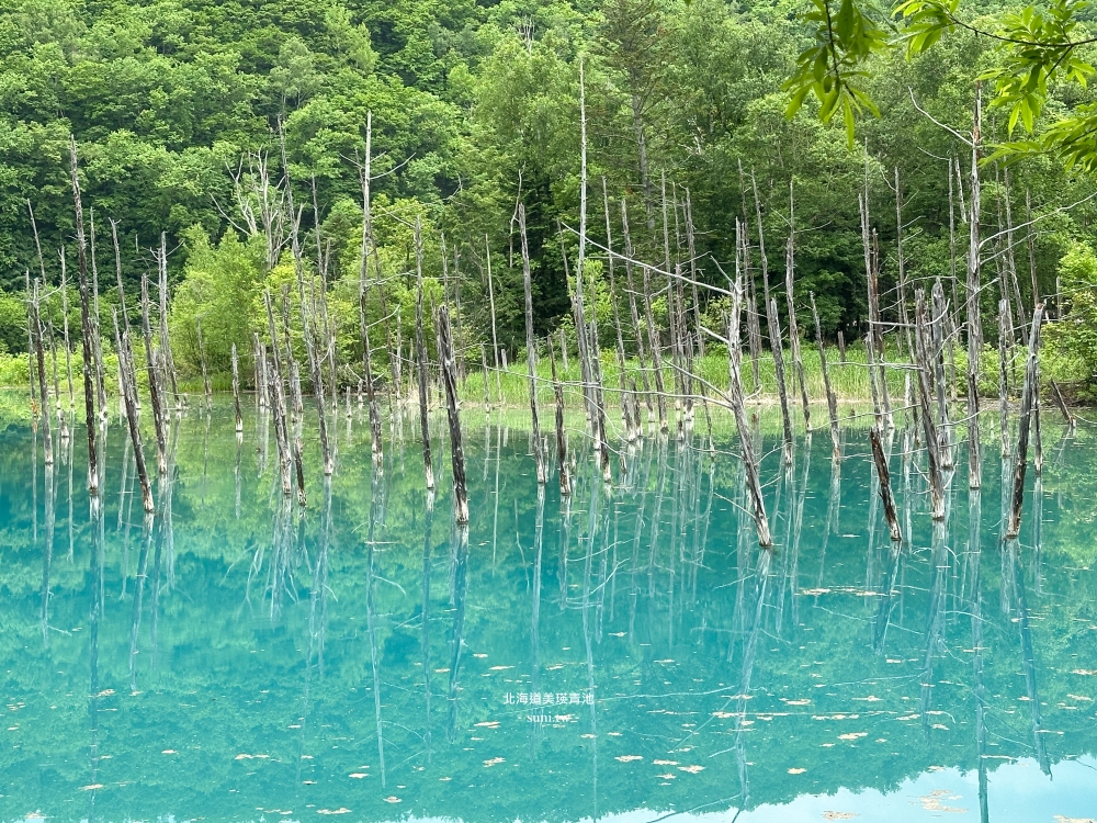 北海道景點推薦|美瑛白金青池。夢幻青池交通方式 北海道景點推薦|美瑛白金青池。夢幻青池交通方式