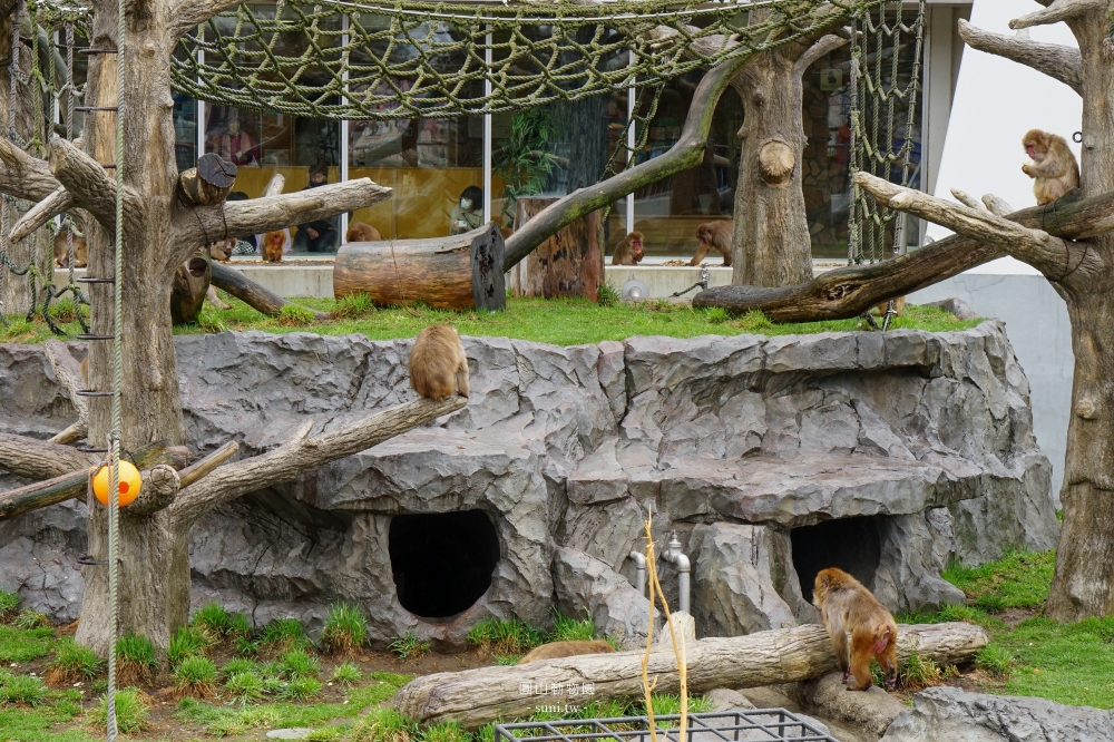 札幌景點推薦｜圓山動物園sapporo zoo。不用到旭山動物園~市區就有北極熊
