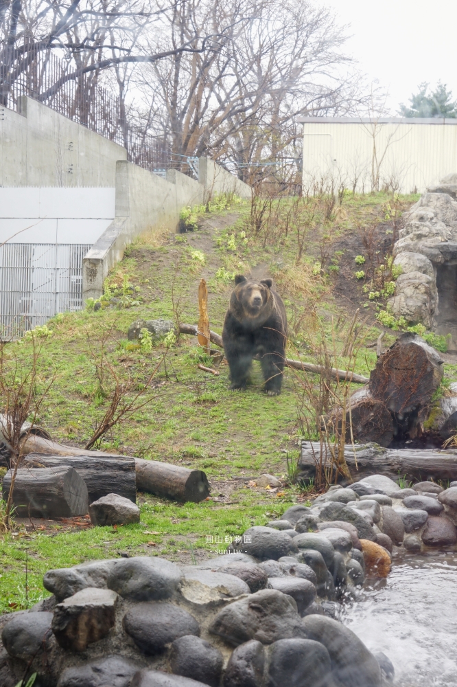札幌景點推薦｜圓山動物園sapporo zoo。不用到旭山動物園~市區就有北極熊